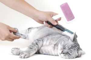 daisy hill cat grooming