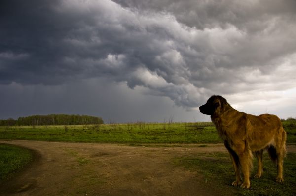 dogs and thunderstorms
