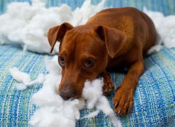dogs destroying furniture