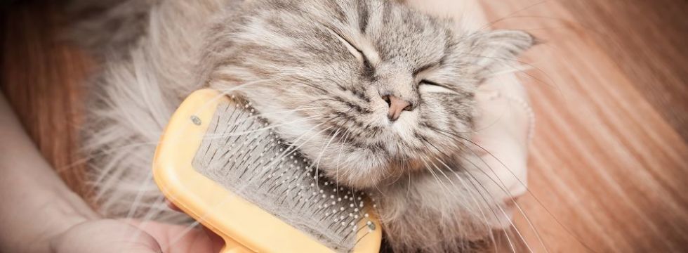 daisy hill vet grooming cat slider