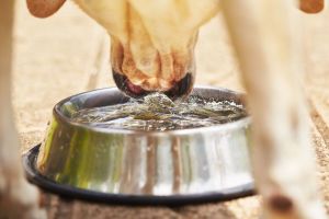 dog drinking water 