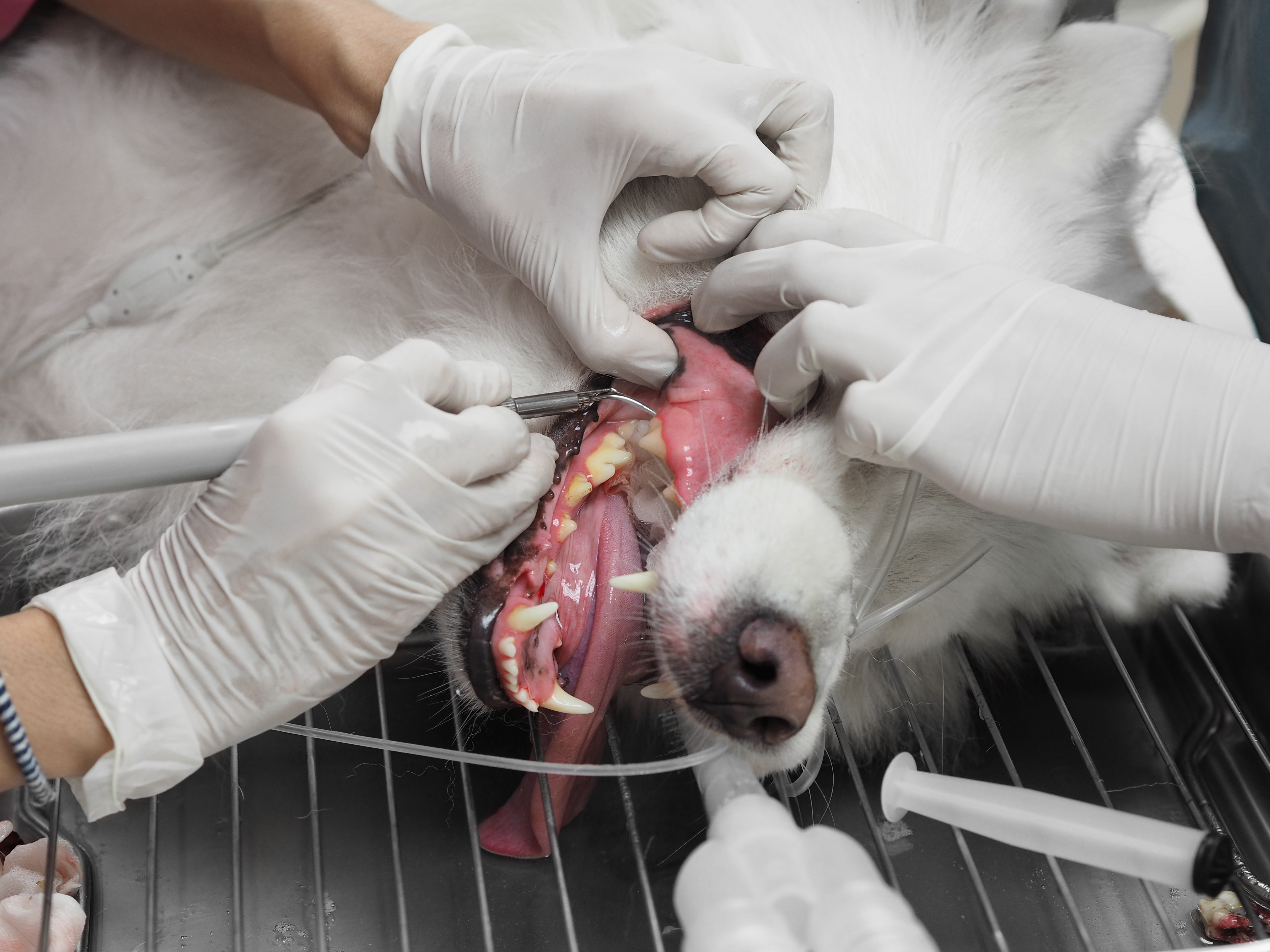 dog dental