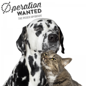Operation wanted cat dog