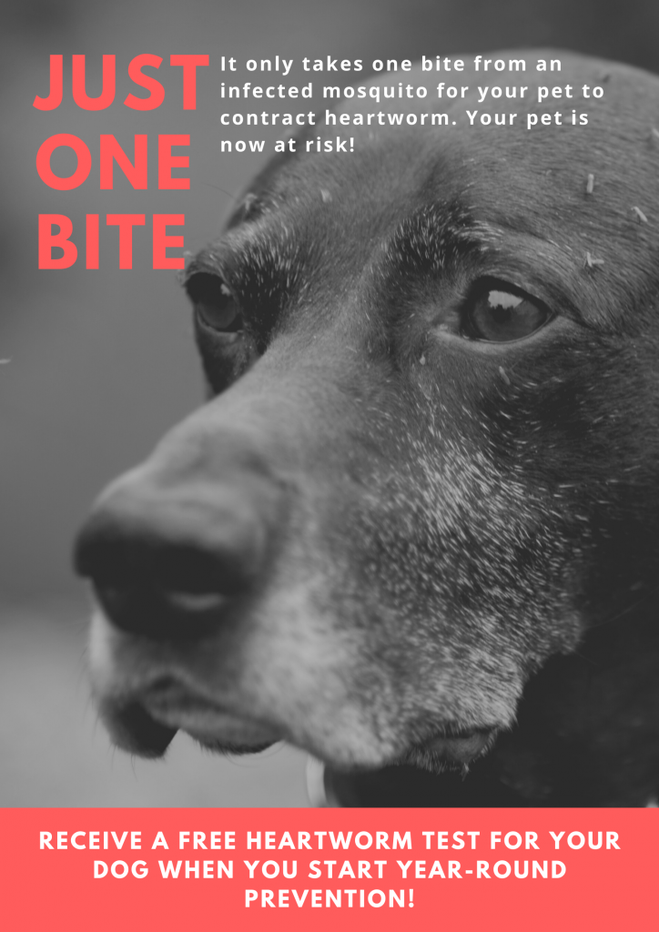 When Should You Start Your Dog On Heartworm Medicine