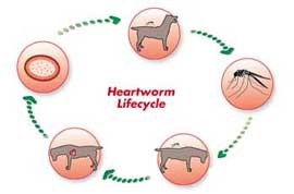 Heartworm 2